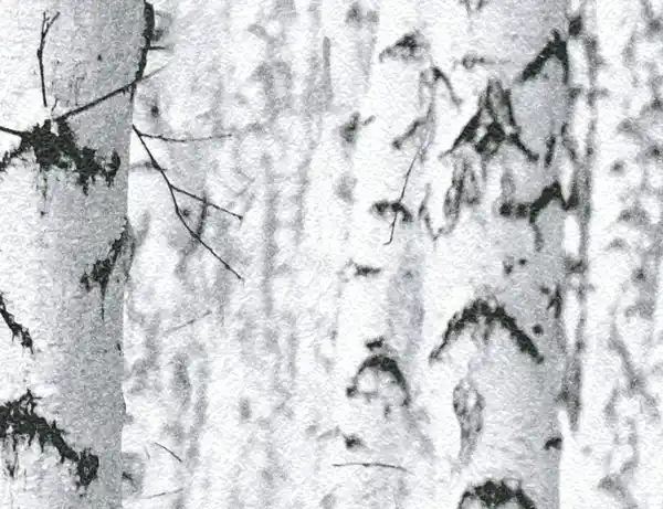 Bild 1 von Papiertapete Birkenwald Grau