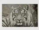 Bild 1 von Bild the Tiger