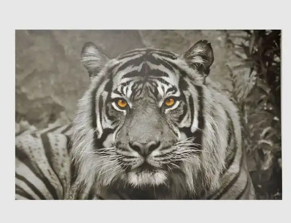 Bild 1 von Bild the Tiger