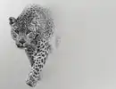 Bild 1 von Fototapete LEOPARD