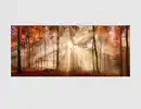 Bild 1 von Bild Sonnenwald