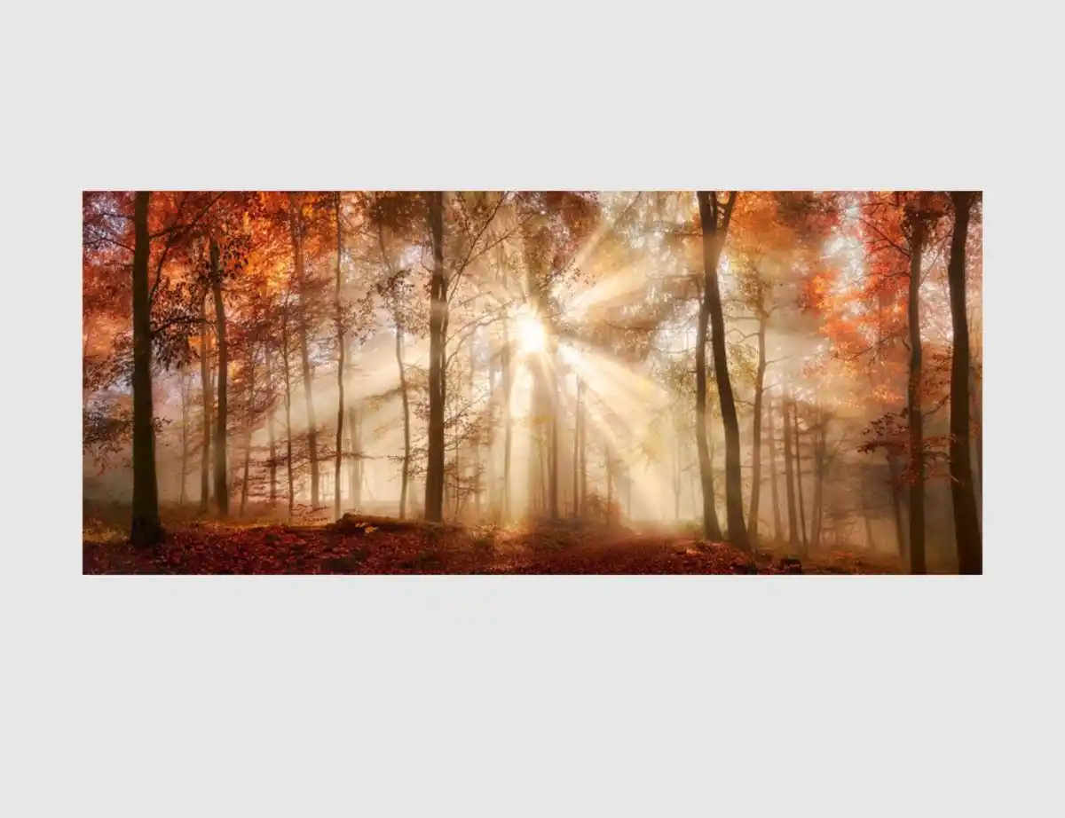 Bild 1 von Bild Sonnenwald