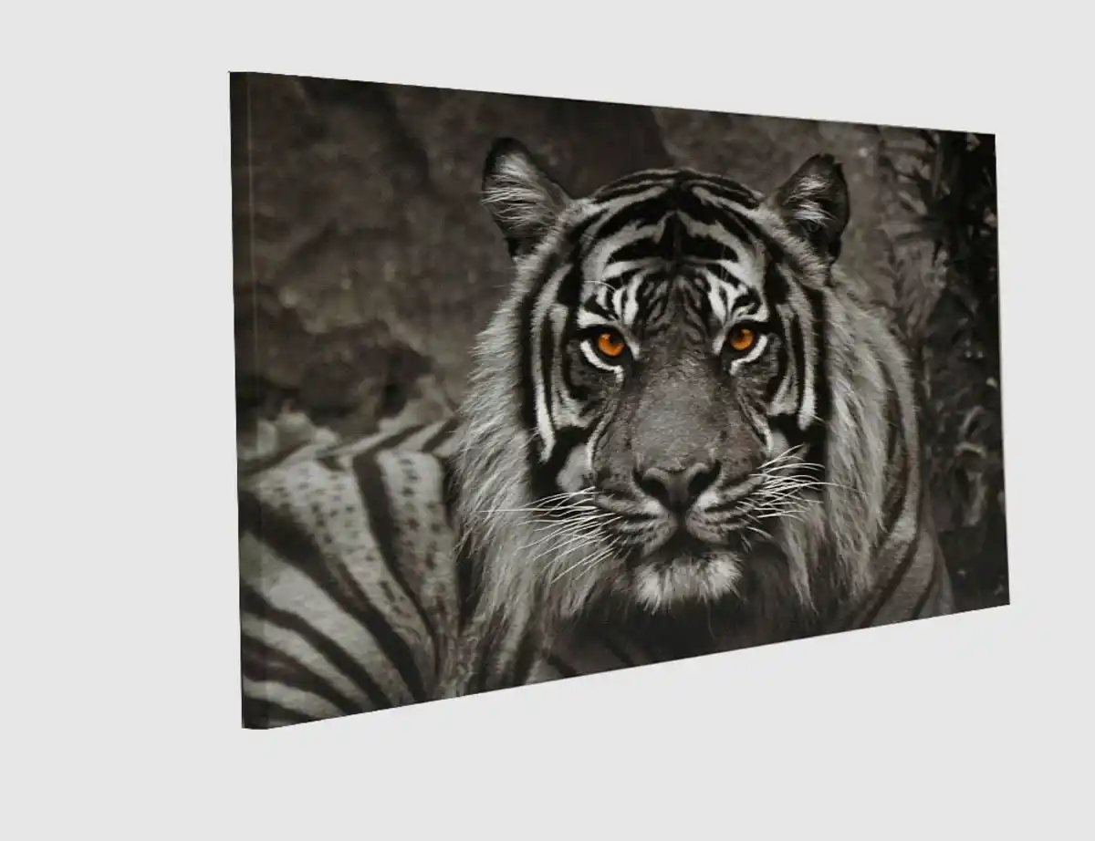 Bild 2 von Bild the Tiger