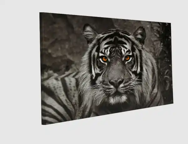 Bild 2 von Bild the Tiger