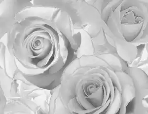 Papiertapeten Rosen grau