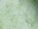 Bild 2 von Tischläufer Grün Nonwoven