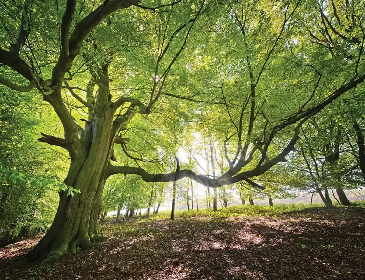 Bild 1 von Fototapete WALDBLICK