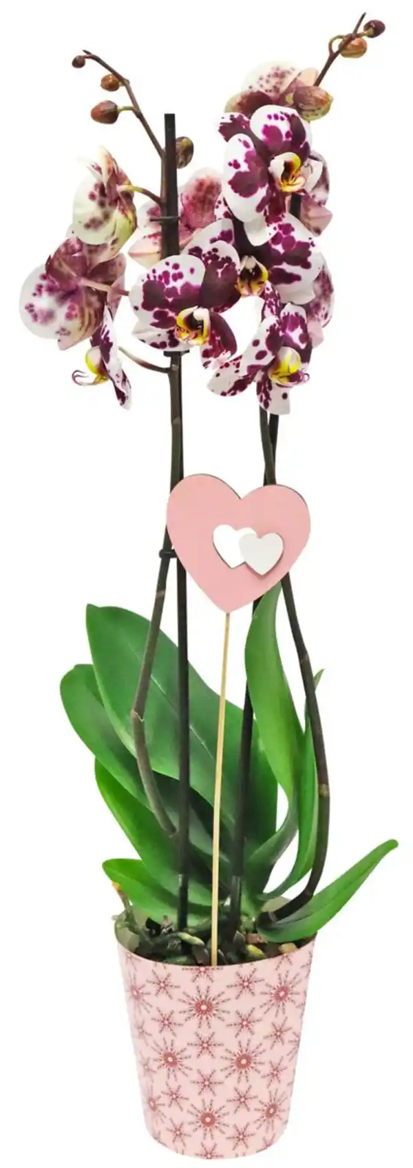 Bild 2 von Orchidee im Potcover