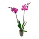 Bild 3 von GARDENLINE Schmetterlings-Orchidee