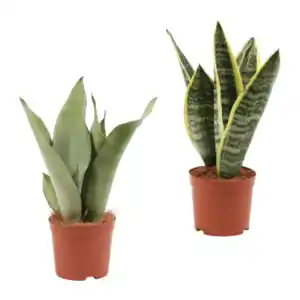 GARDENLINE Sansevieria