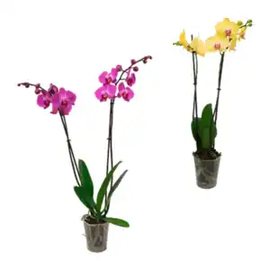 GARDENLINE Schmetterlings-Orchidee