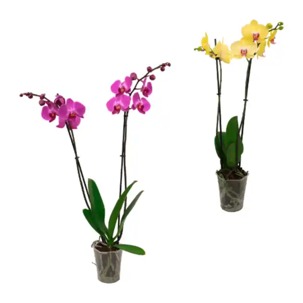 Bild 1 von GARDENLINE Schmetterlings-Orchidee