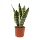 Bild 3 von GARDENLINE Sansevieria