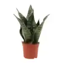 Bild 4 von GARDENLINE Sansevieria