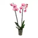 Bild 2 von GARDENLINE Schmetterlings-Orchidee