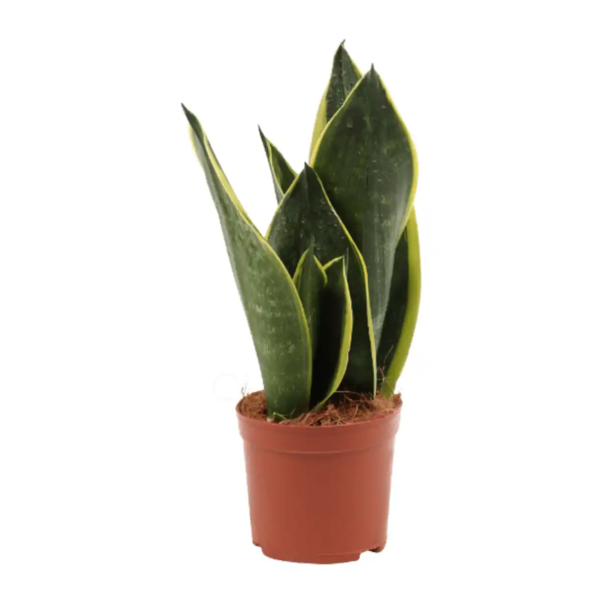 Bild 2 von GARDENLINE Sansevieria