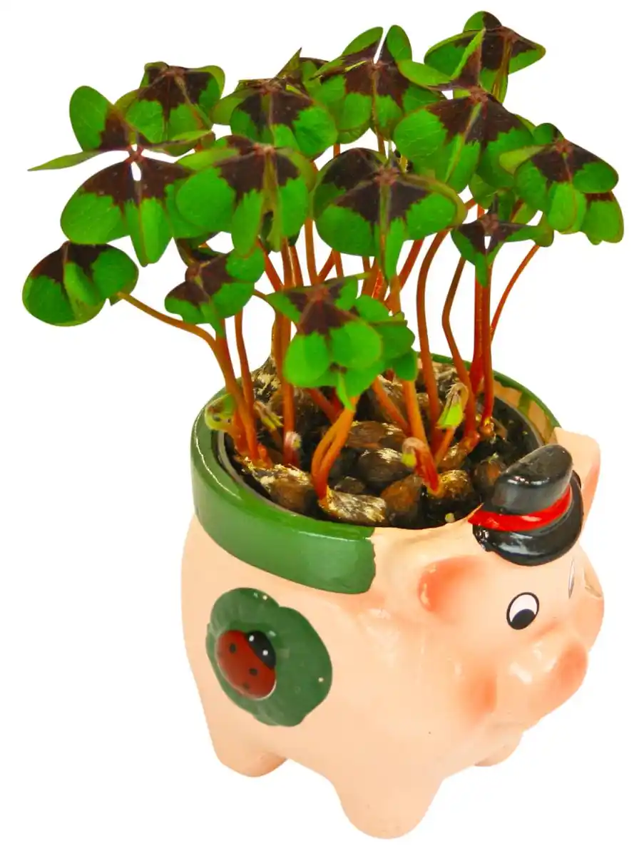 Bild 2 von Glücksklee