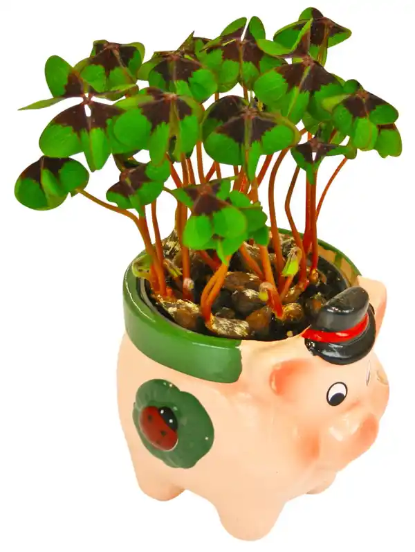 Bild 2 von Glücksklee