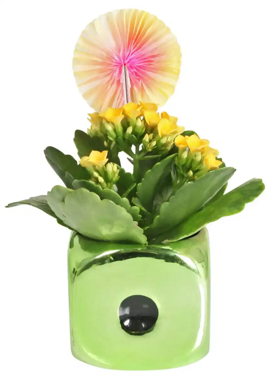 Bild 2 von Mini-Silvester-Pflanzen