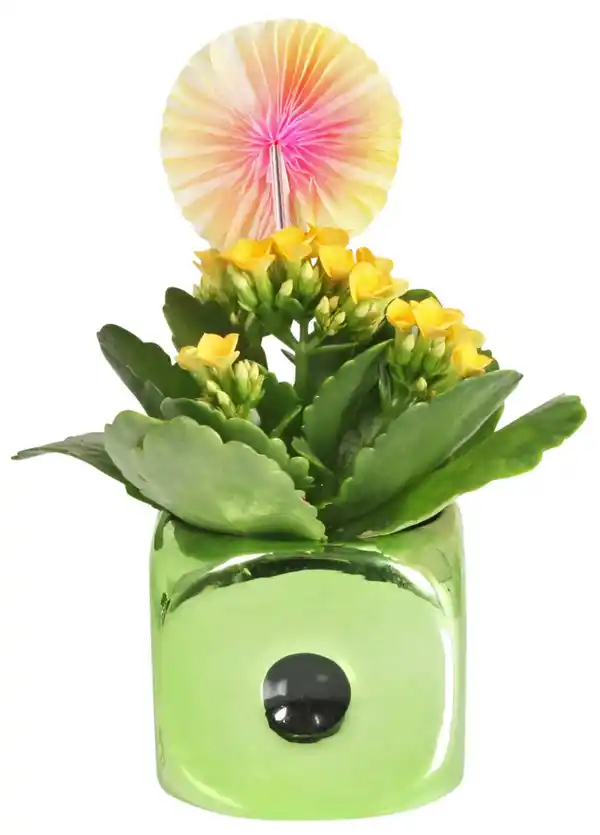 Bild 2 von Mini-Silvester-Pflanzen