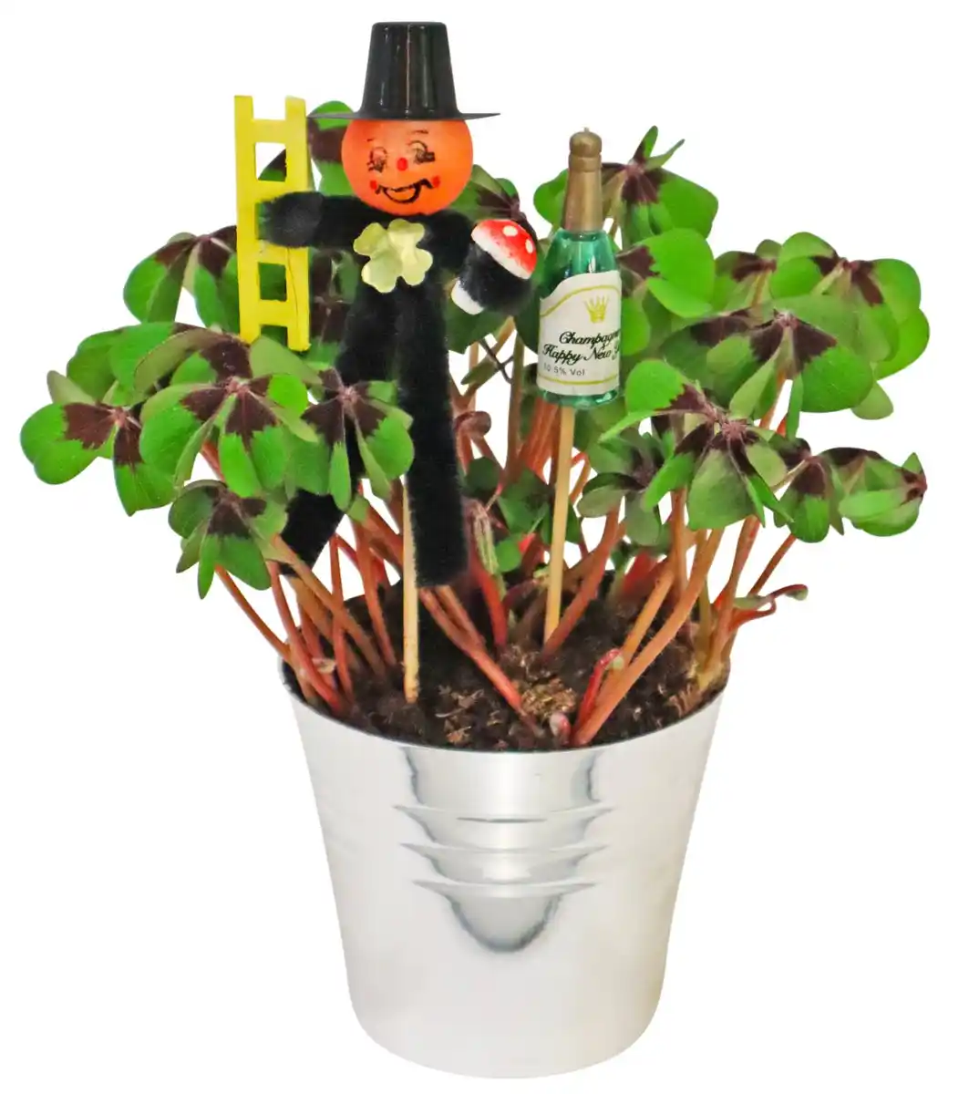 Bild 1 von Glücksklee