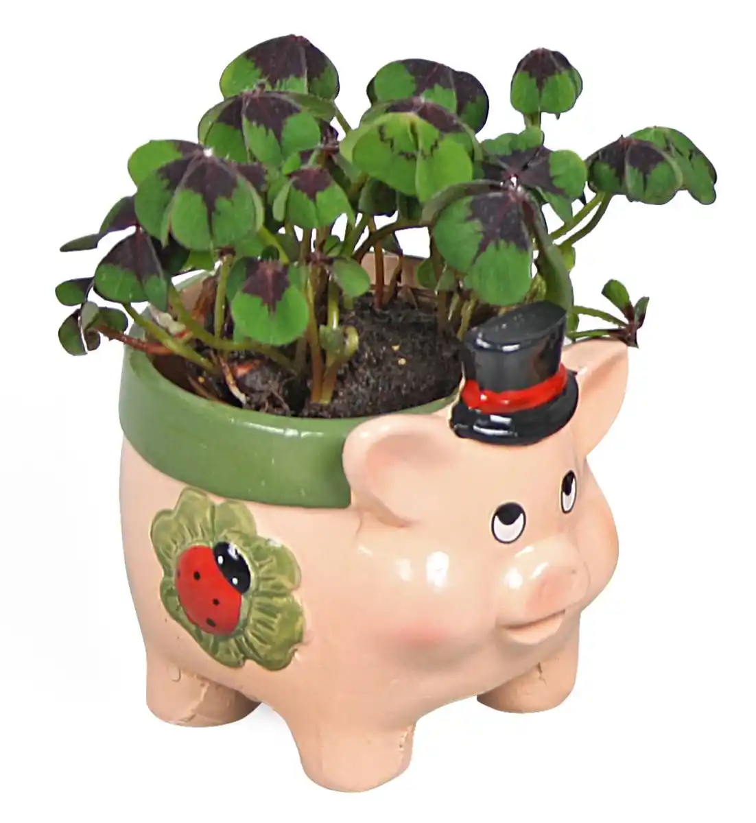 Bild 4 von Glücksklee