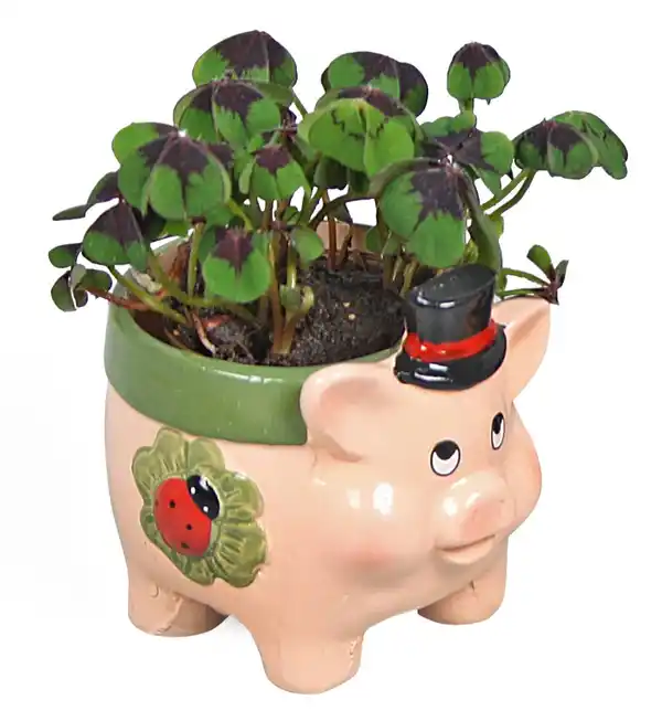 Bild 4 von Glücksklee