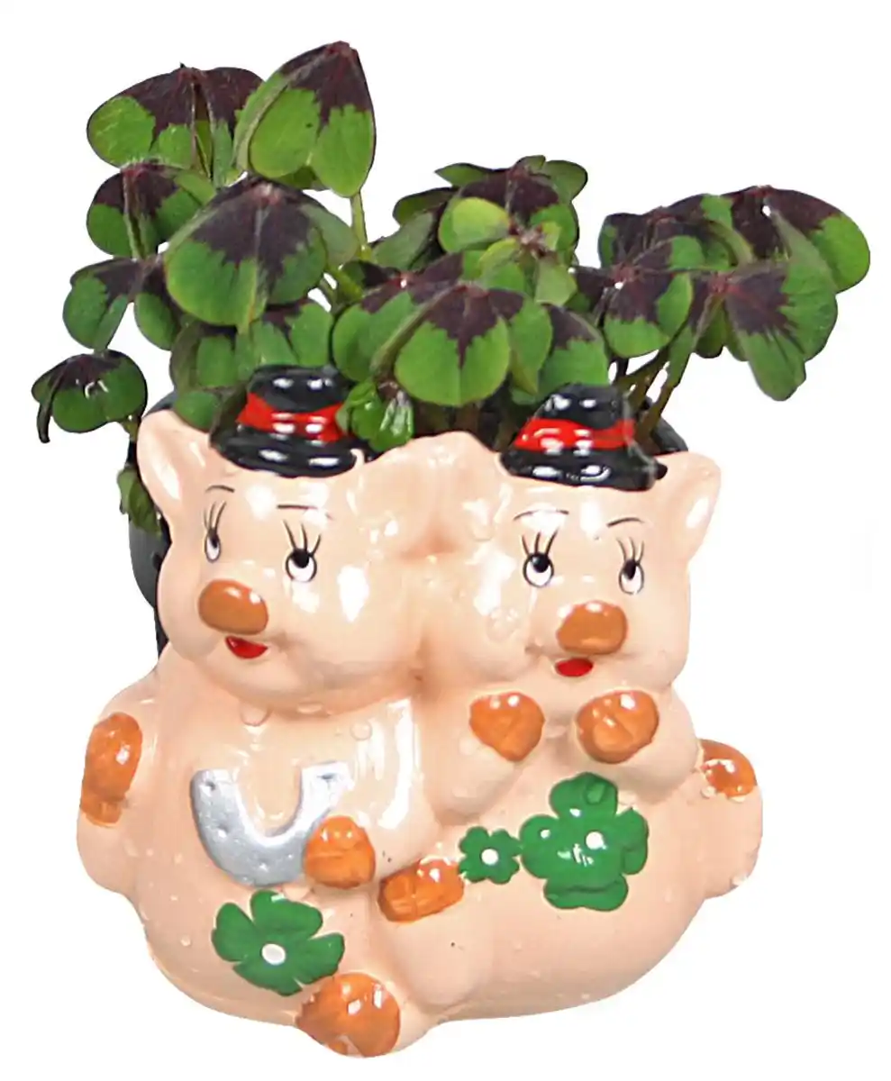 Bild 3 von Glücksklee