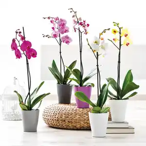 Orchidee Phalaenopsis