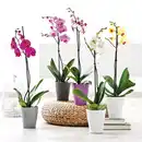 Bild 1 von Orchidee Phalaenopsis