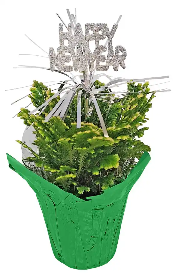 Bild 2 von Moosfarn dekoriert