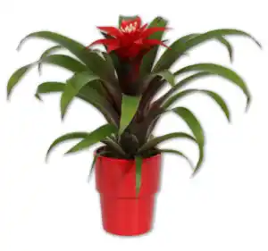 Bromelien*