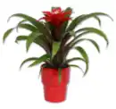 Bild 1 von Bromelien*