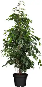 Birkenfeige Ficus Benjamina H ca. 95 cm 21 cm Topf