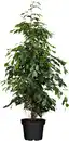 Bild 1 von Birkenfeige Ficus Benjamina H ca. 95 cm 21 cm Topf