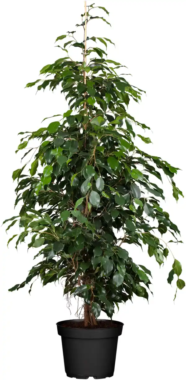 Bild 1 von Birkenfeige Ficus Benjamina H ca. 95 cm 21 cm Topf