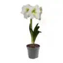 Bild 3 von GARDENLINE Amaryllis