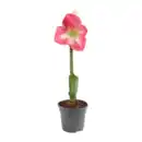 Bild 4 von GARDENLINE Amaryllis