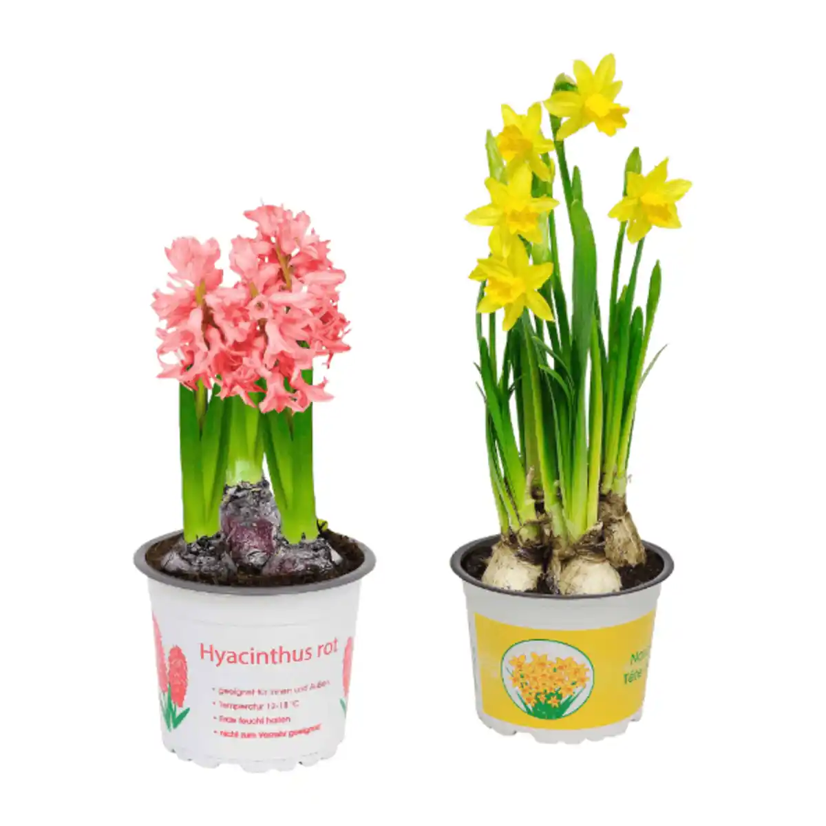 Bild 1 von GARDENLINE Narzissen / Hyazinthen