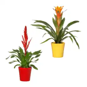 GARDENLINE Guzmania / Vriesea