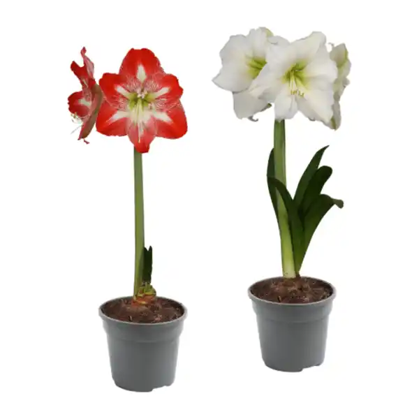 Bild 1 von GARDENLINE Amaryllis