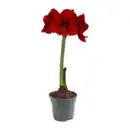 Bild 2 von GARDENLINE Amaryllis