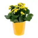 Bild 3 von GARDENLINE Kalanchoe