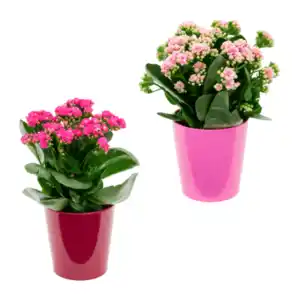 GARDENLINE Kalanchoe