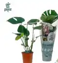 Bild 1 von Monstera Deliciosa, Fensterblatt Wuchshöhe 50 - 55 cm , 14 cm Topf