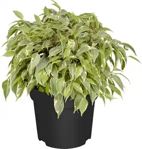 Birkenfeige Ficus Benjamina H 25 - 30 cm 12 cm Topf