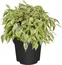 Bild 1 von Birkenfeige Ficus Benjamina H 25 - 30 cm 12 cm Topf