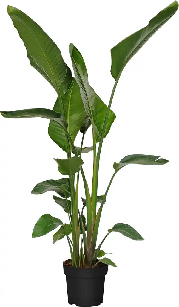 Bild 1 von Strelitzia Augusta, Paradiesvogelblume Wuchshöhe 140 - 160 cm , 23cm Topf