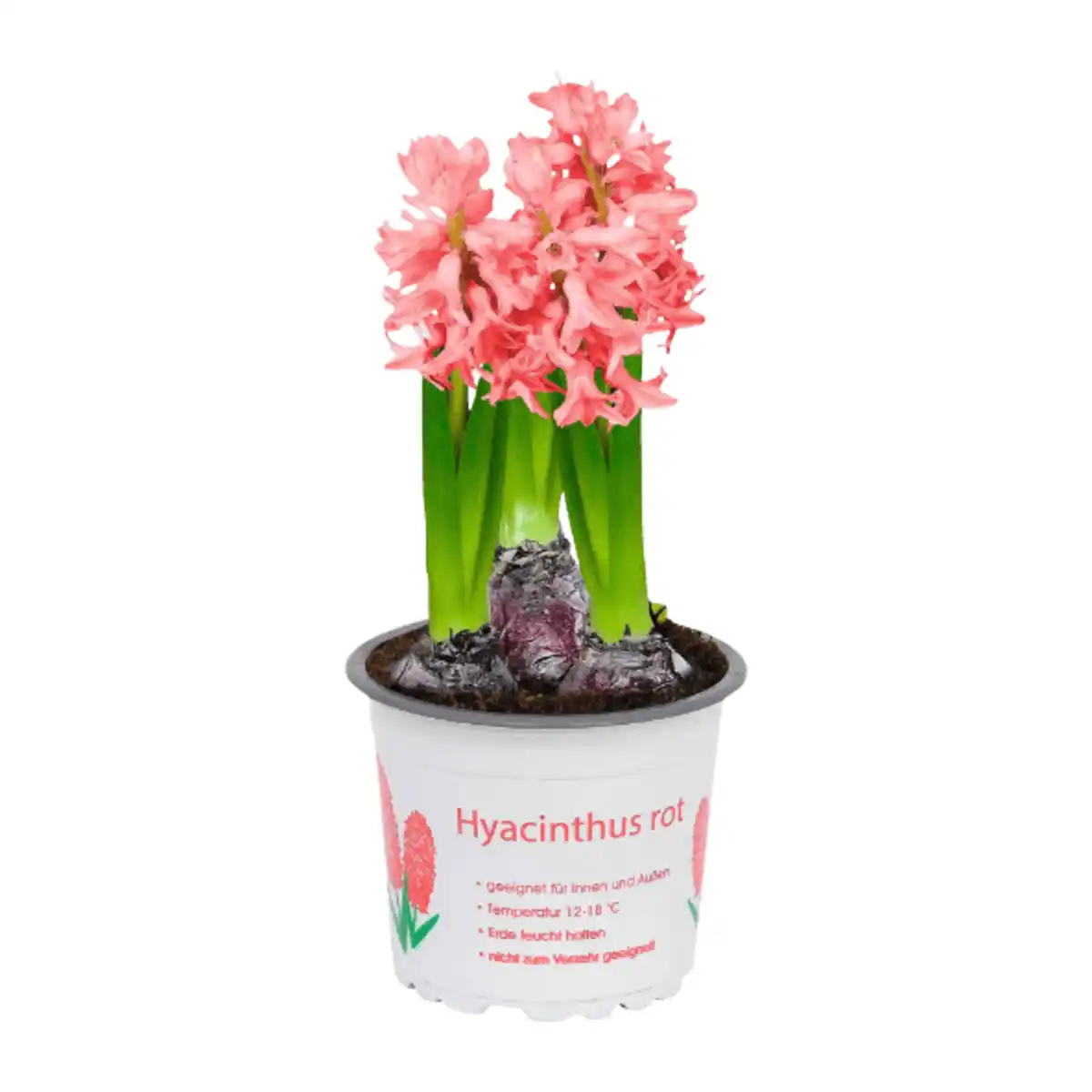 Bild 3 von GARDENLINE Narzissen / Hyazinthen