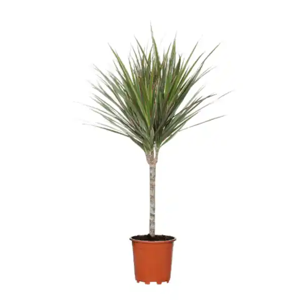 Bild 3 von GARDENLINE Grünpflanze